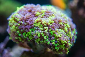 fragmento de suave coral arrecife en océano. foto