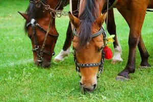 Grazing Horses Close-up photo