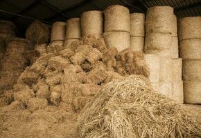 Stored Hay For Animals photo