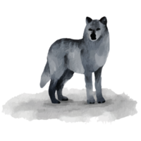 lobo invierno animal polar animal acortar Arte elemento transparente antecedentes png