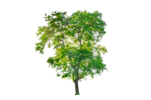 Isolated  trees  on transparent background PNG file