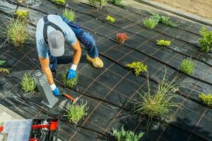 Gardener Installing Garden Drip Irrigation System photo