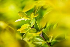 Macro Photo of Green Garden Plant Leaves