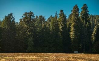RV Camper Van on a Side of the Redwood Forest photo