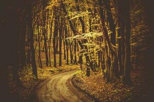 Fall Foliage Forest Road photo