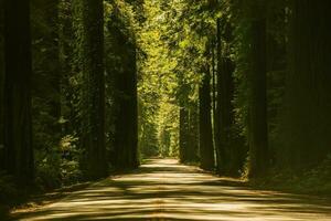 Giant Redwood Trees Road photo