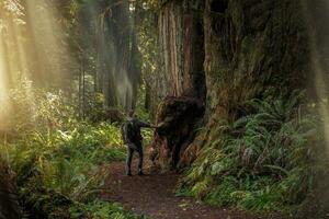 Redwood Forest Trail Backpacking photo