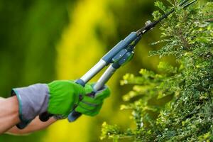 Gardener Trimming Decorative Garden Tree Branches photo
