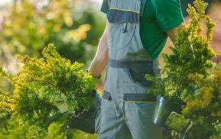 Spring Time Plants Planting photo