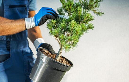 Landscaper with a Pine Tree Seedling photo