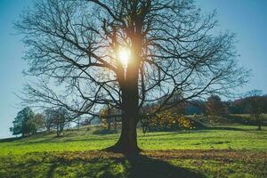 escénico campo paisaje con antiguo árbol foto