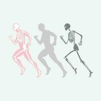 Running Pose Human Bones vector image