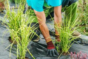 Garden Weed Barrier Fabric in Use photo