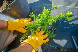 jardinero vistiendo la seguridad amarillo guantes plantando un planta en el suelo foto