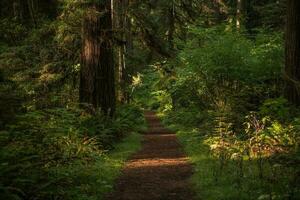 California escénico secoya bosque sendero foto