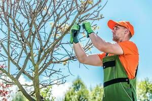 jardinero poda árbol con mano tijeras. foto