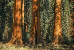Three Ancient Sequoias photo