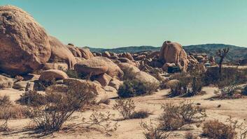 Summer Time Joshua Tree National Park Camping photo