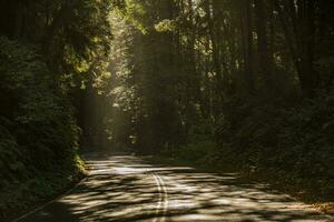 Sunny Road Through the Redwood Forest of Northern California photo