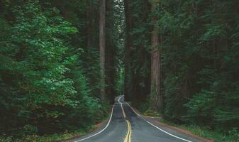 The Avenue of the Giants California Scenic Redwood Trees Highway photo