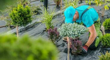 paisajismo trabajador plantando nuevo decorativo arboles dentro un jardín foto