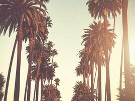 Alley of California Palms photo