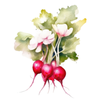 Watercolor radish isolated. Illustration png