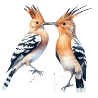 Two hoopoe birds. Illustration png