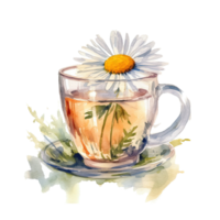 Watercolor chamomile tea. Illustration png