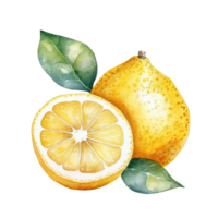 Watercolor yellow lemon. Illustration png