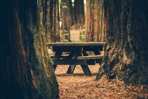 Wooden Forest Bench Between Redwood Forest photo