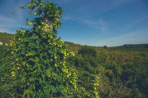 Common Hop or Hops Species photo