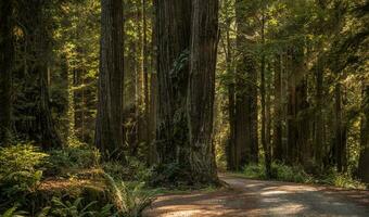 Old Growth Ancient Redwood Forest photo