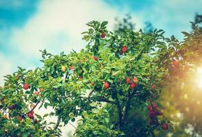 Organic Bio Apples photo