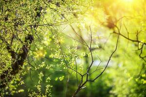 Spring Vegetation Background photo