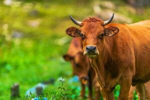 Beef Cattle Brown Cow photo