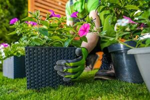 Replanting and Moving Small Garden Pots with Flowers to Other Places in a Garden photo