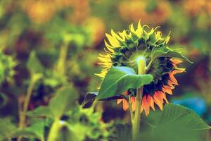 el girasol de cerca foto