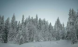 invierno bosque paisaje foto