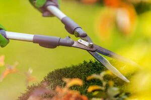 Shrubs Trimming Using Large Pro Garden Scissors photo