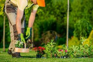 Gardener Planting Flowers photo