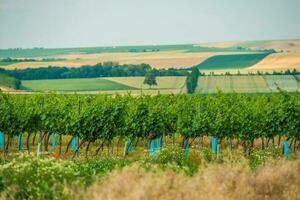 Panorama Of Vineyard Plantation In Austrian Countryside. photo