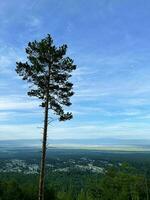 A tall cedar growing alone against the aerial view of a village in the valley of the Sayan Mountains. Buryatia. Russia. photo