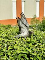 A dove with open wings sits on a bush looking for berries photo