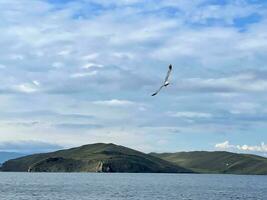 Gaviota volador en el cielo terminado lago baikal foto