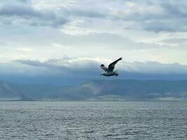 Gaviota volador en el cielo terminado lago baikal foto