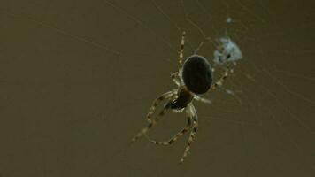 Spindel trädgård Spindel araneus på en webb video