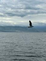 Gaviota volador en el cielo terminado lago baikal foto