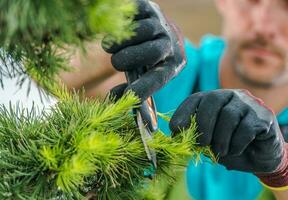 Trimming Decorative Garden Tree photo