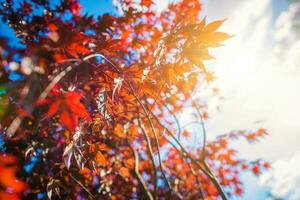 Reddish Tree Leaves photo